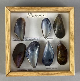 Collection of Mussels Shells