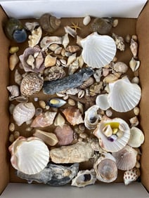 Group of Assorted Seashells