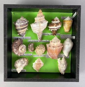 Collection Of Mounted Seashells