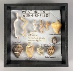 Collection of Mounted West Indian Work Shells