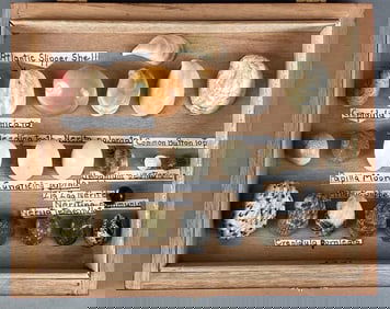 Collection of Mounted Slipper Nerites Moon Shells