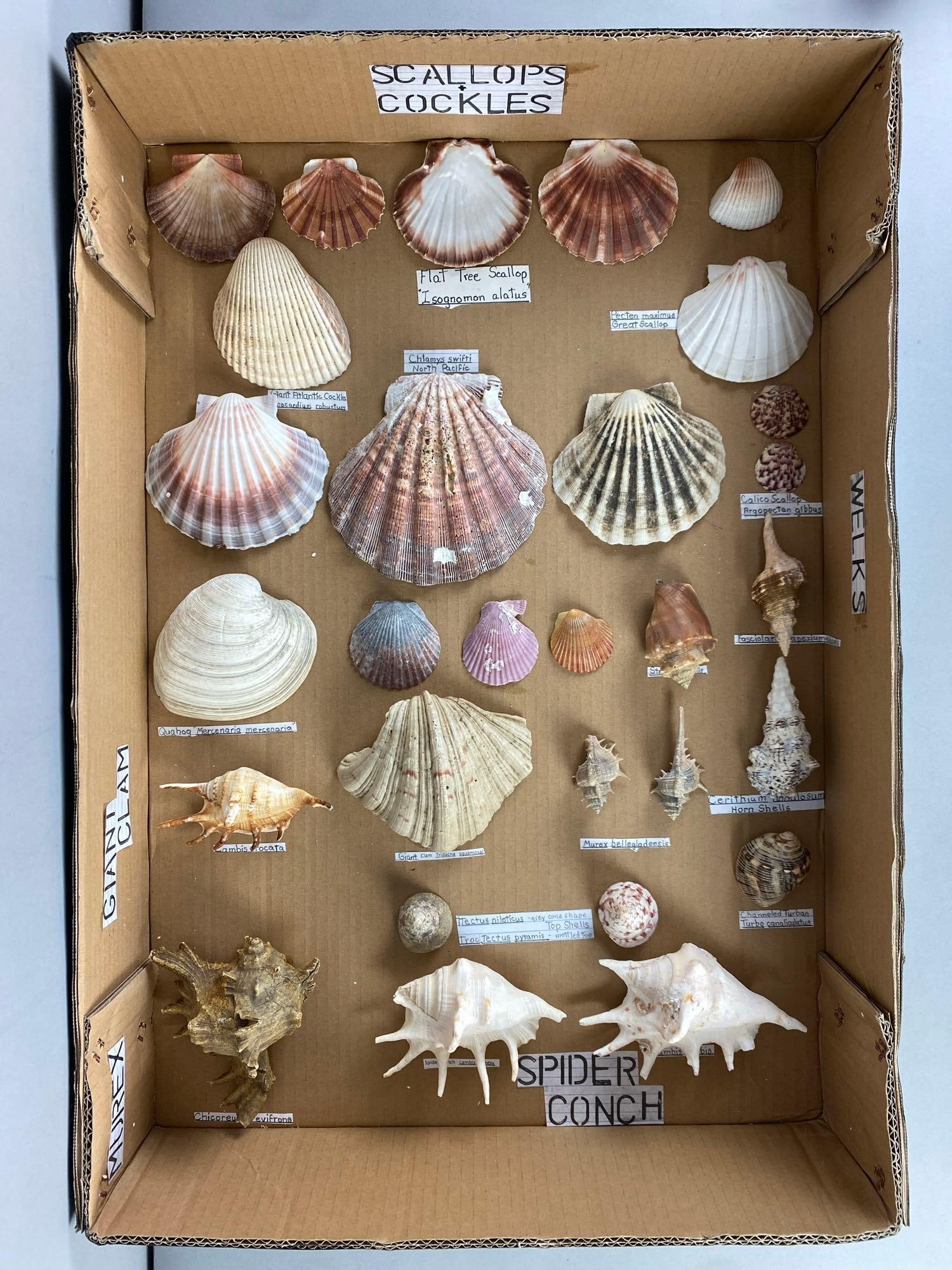 Collection of Assorted Seashells (1 of 3)