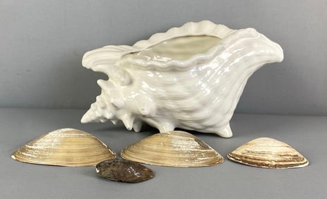 Group of Seashells and More