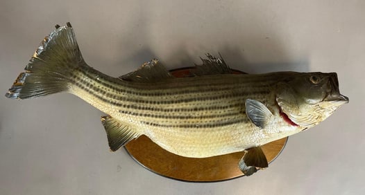 Vintage Mounted Striped Bass
