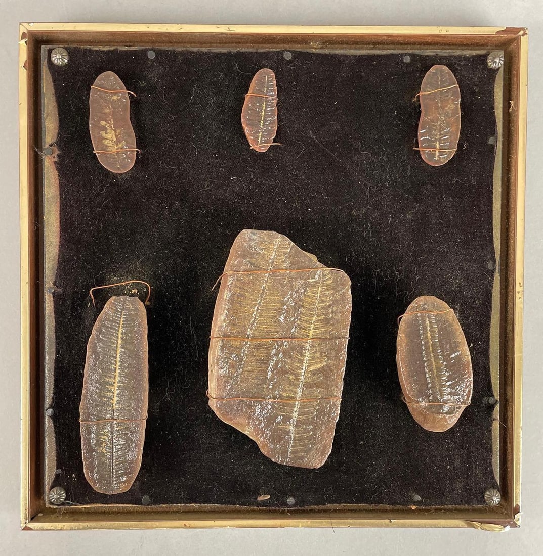 Group Display of Fern Plant Fossils (1 of 2)