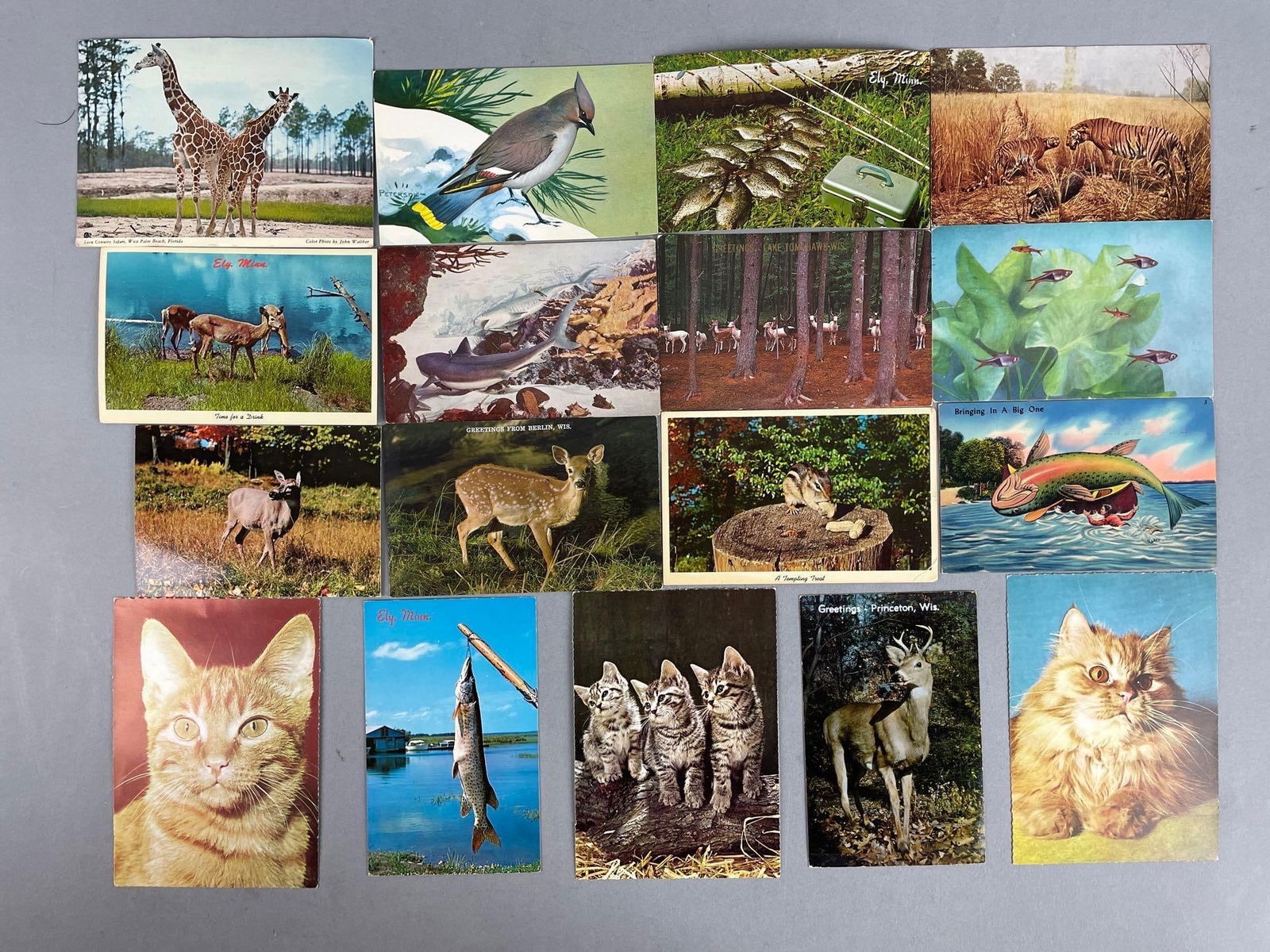 Postcards - 50+ Animals - 2