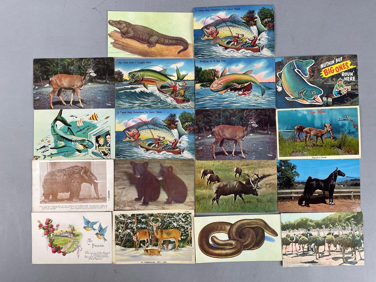 Postcards - 50+ Animals - 3