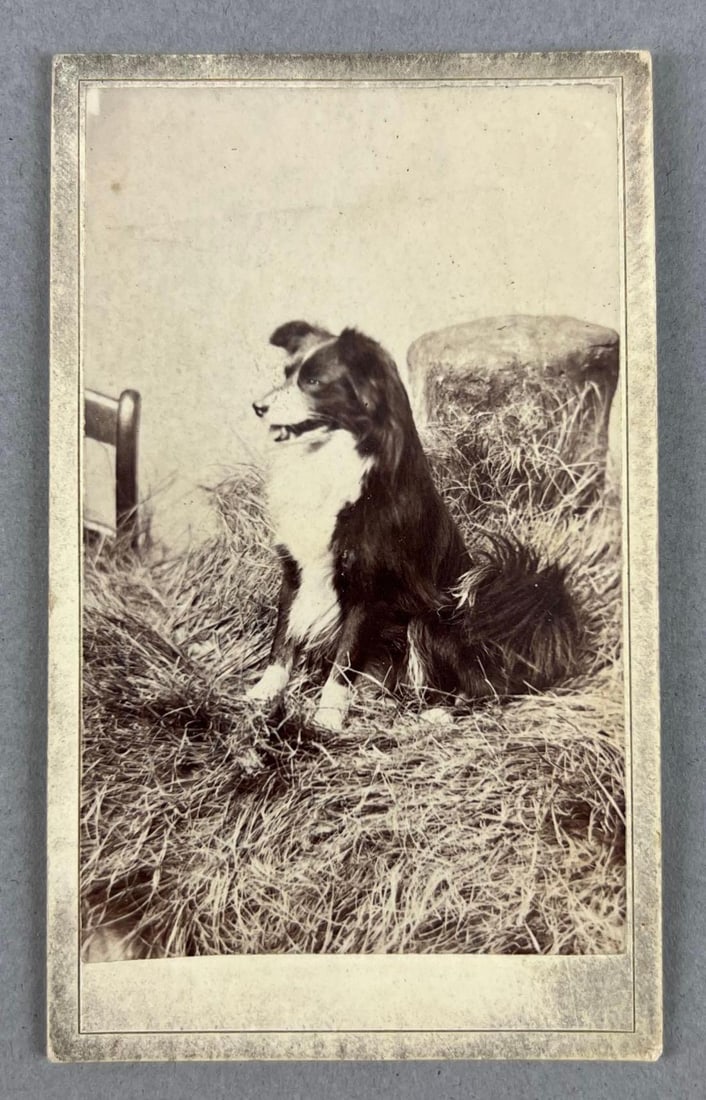 Antique CDV Photograph of a Border Collie Dog: In-House Shipping Option: If you would like to use our in-house shipping service, please select “Arrange My Own Shipping” when paying your invoice. After payment, our in-house shipping team wi