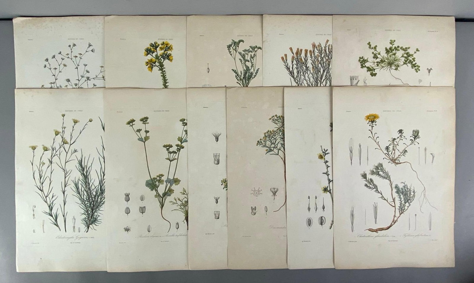 Group of 11 Antique Botanical Lithographs (1 of 3)