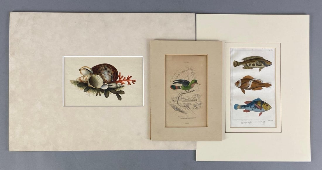 Group of 3 Antique Nature Engravings (1 of 3)