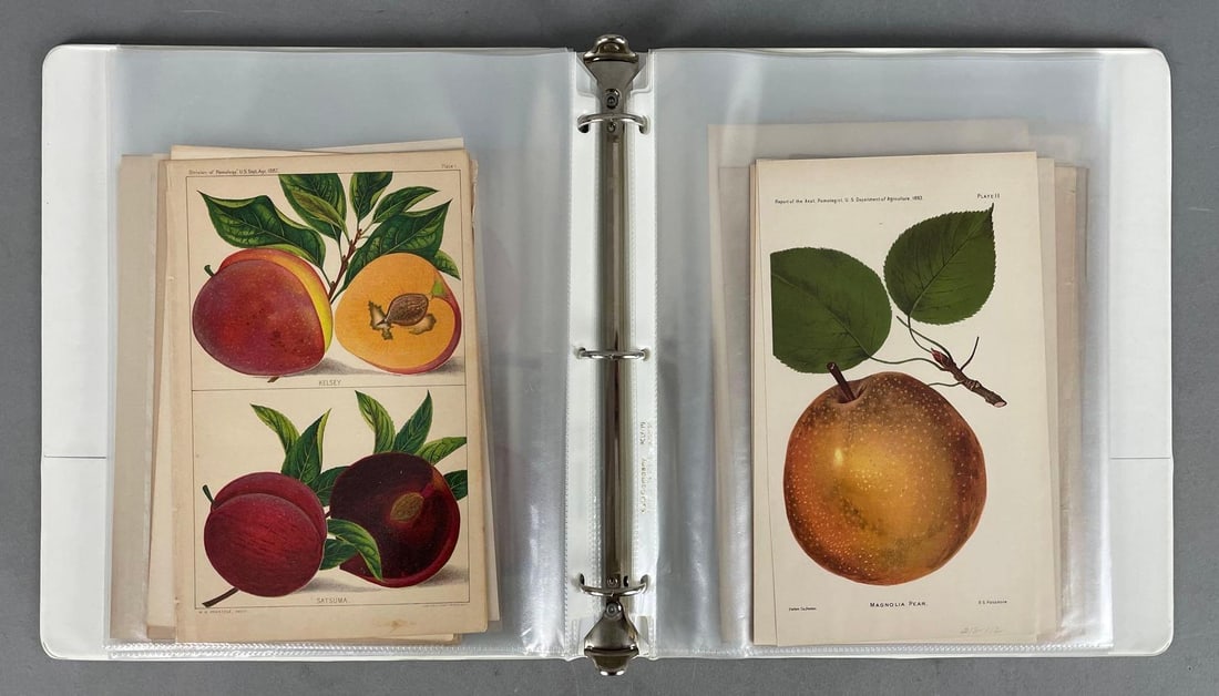 Group of Antique Fruit Lithographs and More: In-House Shipping Option: If you would like to use our in-house shipping service, please select “Arrange My Own Shipping” when paying your invoice. After payment, our in-house shipping team