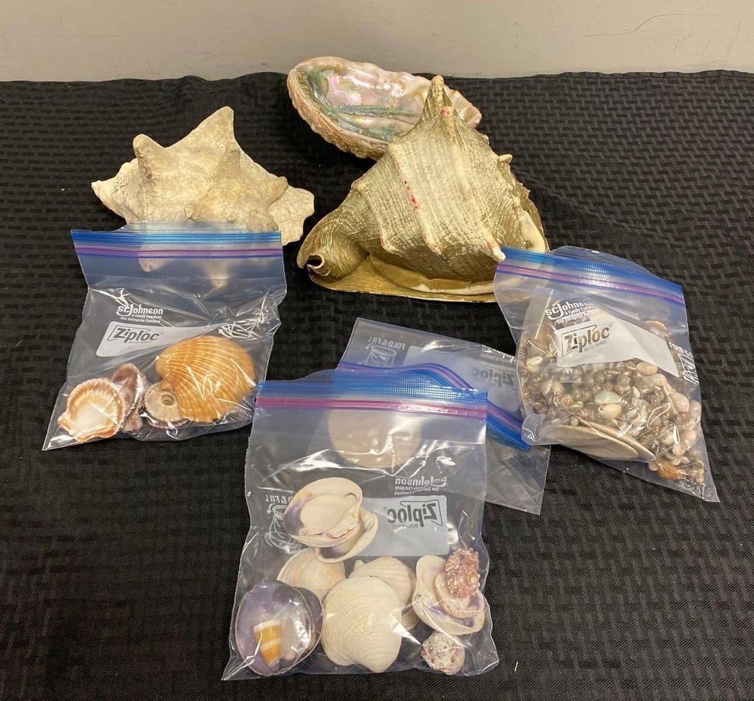 Group of Assorted Sea Shells and more: In-House Shipping Option: If you would like to use our in-house shipping service, please select “Arrange My Own Shipping” when paying your invoice. After payment, our in-house shipping team wi