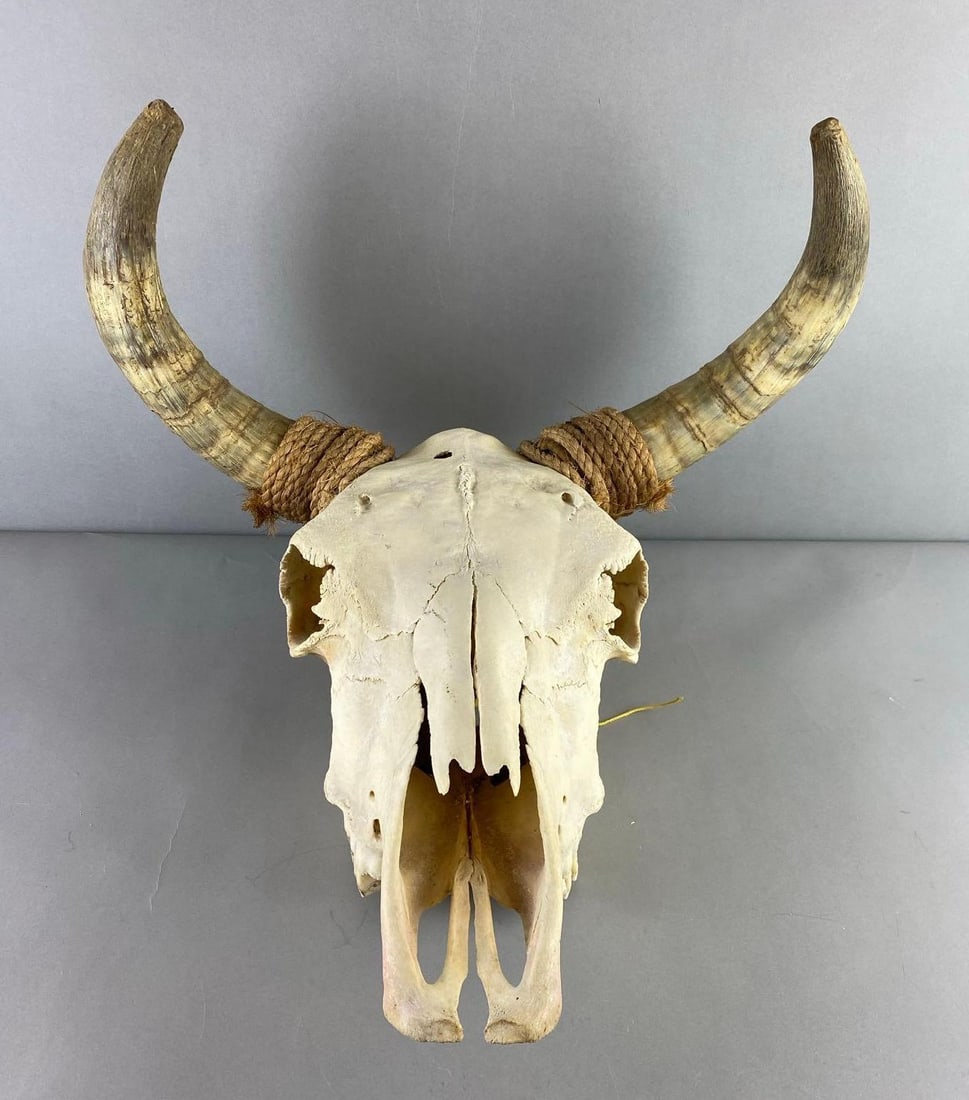 Western Style Cow Skull: Includes rope on horns. Measures H 14 x W 8 x L 17 inches.
