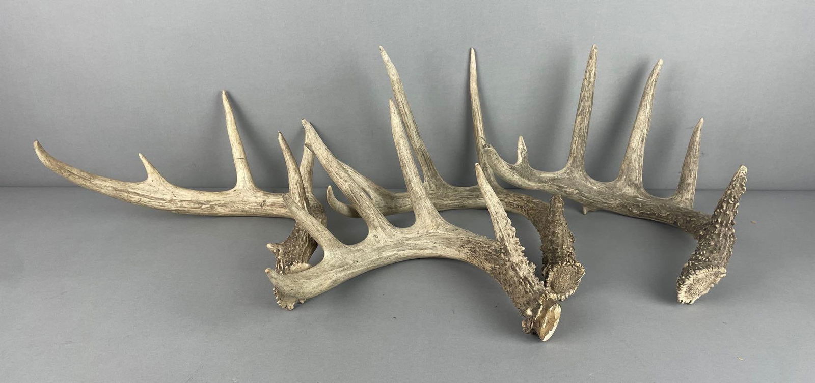 Group of Deer Antlers (1 of 2)