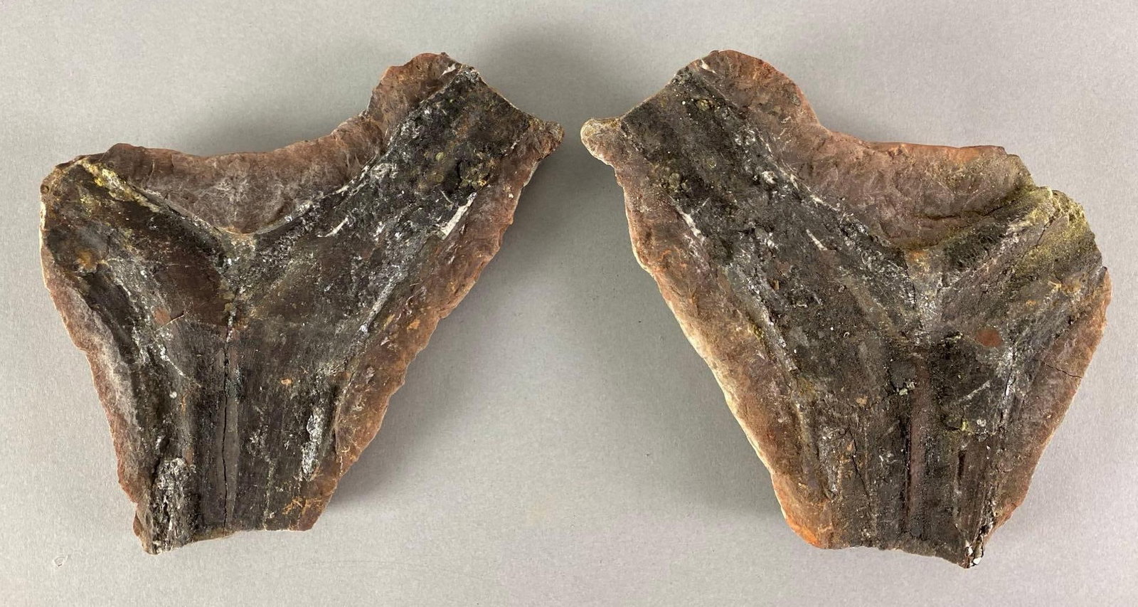 Paleobotalical Era Plant Fossil: Found in the Pennsylvanian coal system of northern Illinois, measures