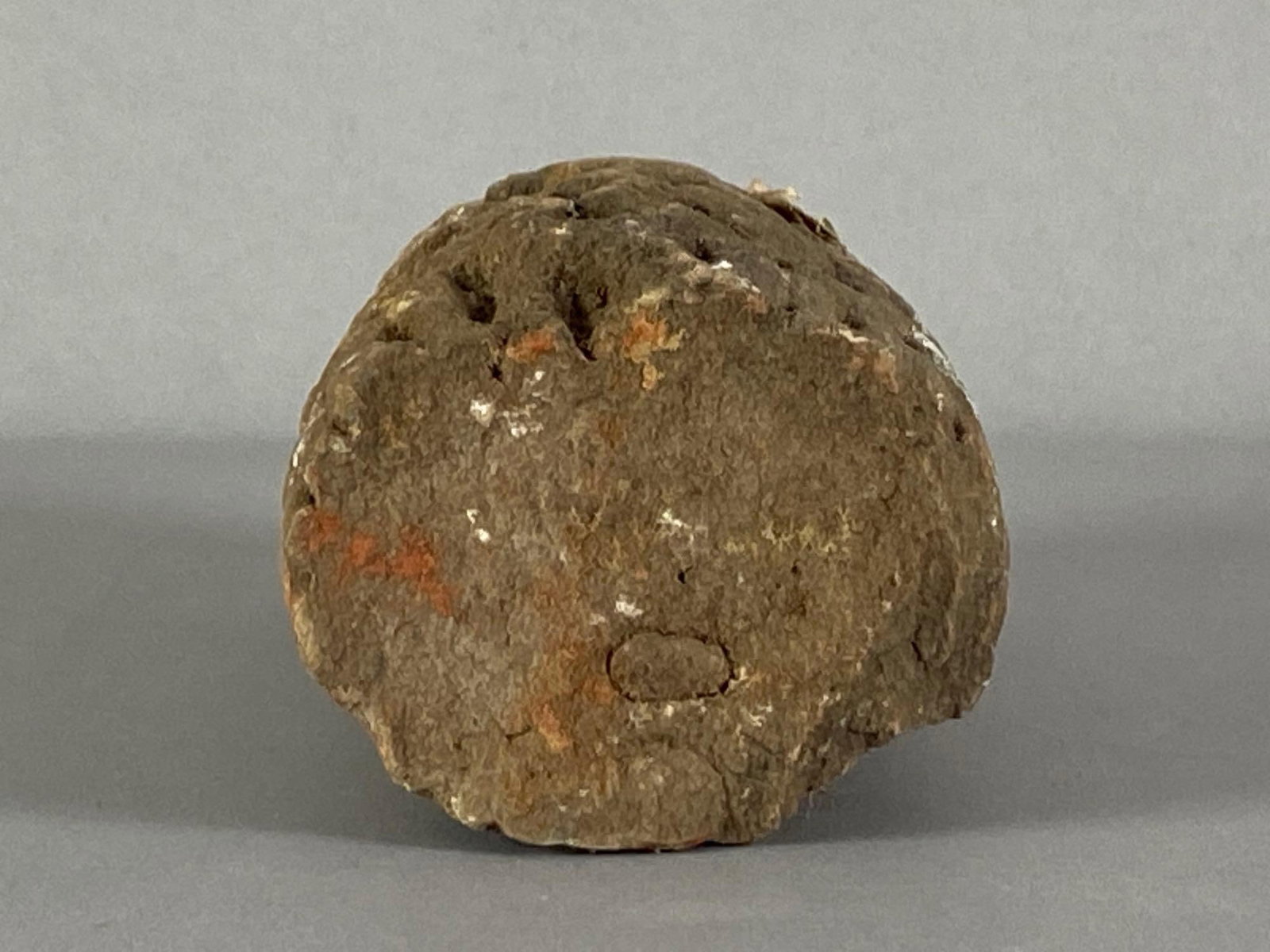 Middle Devonian and Devonian Era Fossil - 2