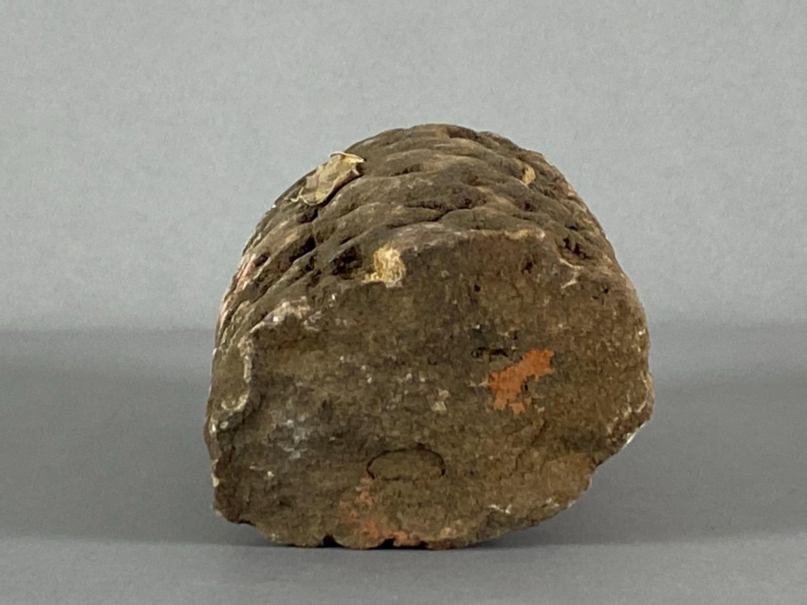 Middle Devonian and Devonian Era Fossil - 3