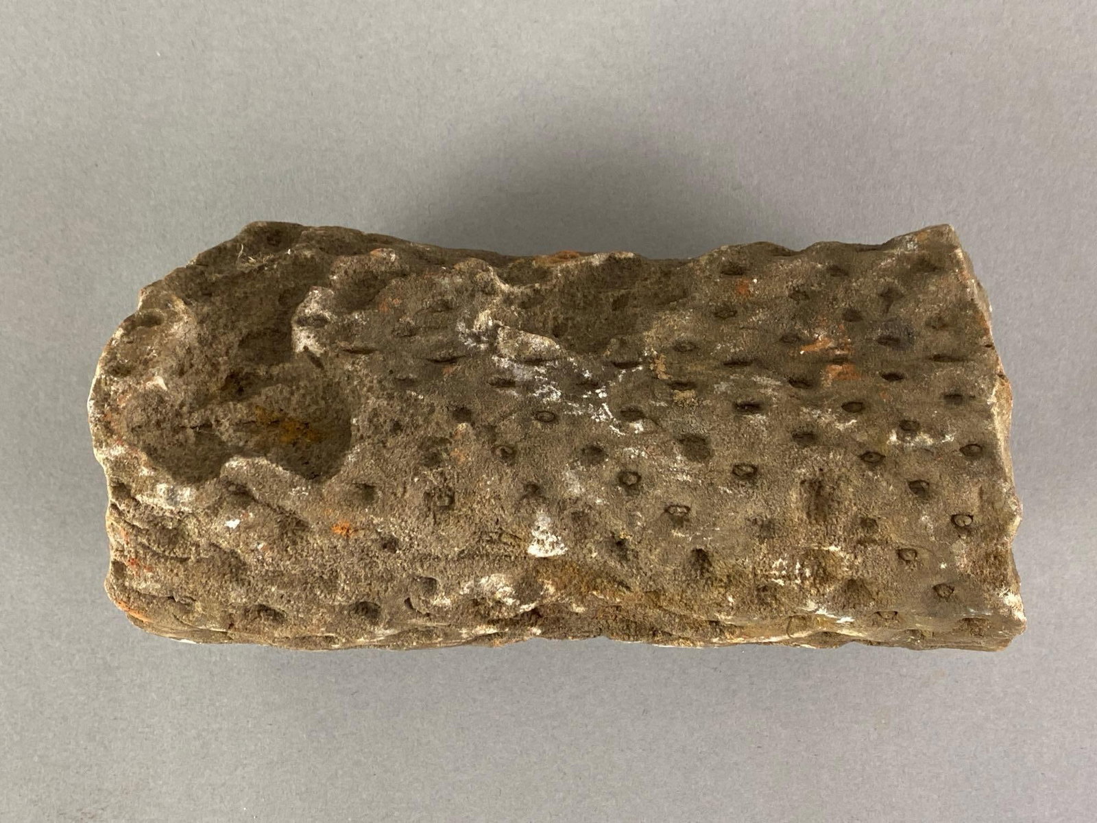 Middle Devonian and Devonian Era Fossil - 4