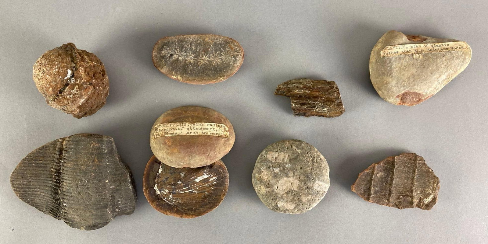 Group of Assorted Fossils: Inclufed stem of giantic rushes, cyclopteris and more, largest measures 3 1/2? H x 4 1/2? W x 1? D