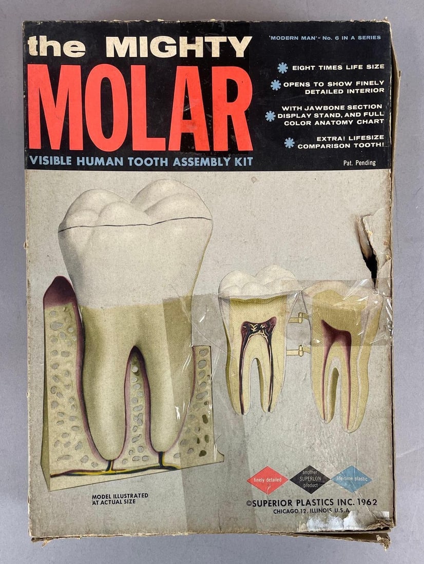 1962 The Mighty Molar Plastic Tooth Assembly Kit: Appears complete, damaged original box measures 14" x 10" x 2 1/2"