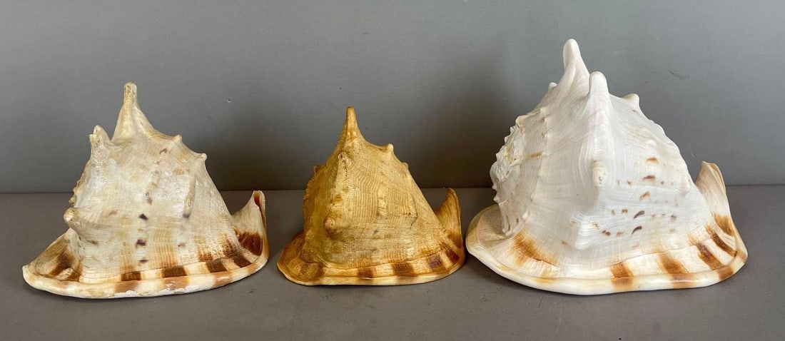 Group of Cassis Cornuta Seashells (1 of 4)