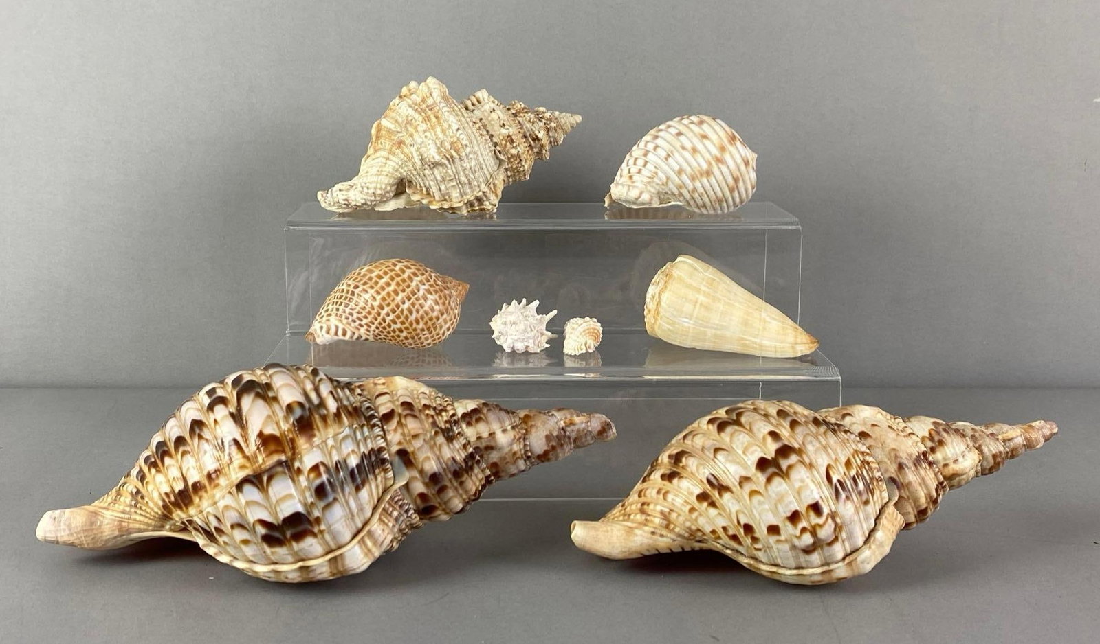 Group of Seashells: Largest measures 4 inches H x 10 inches W x 4 1/2 inches D