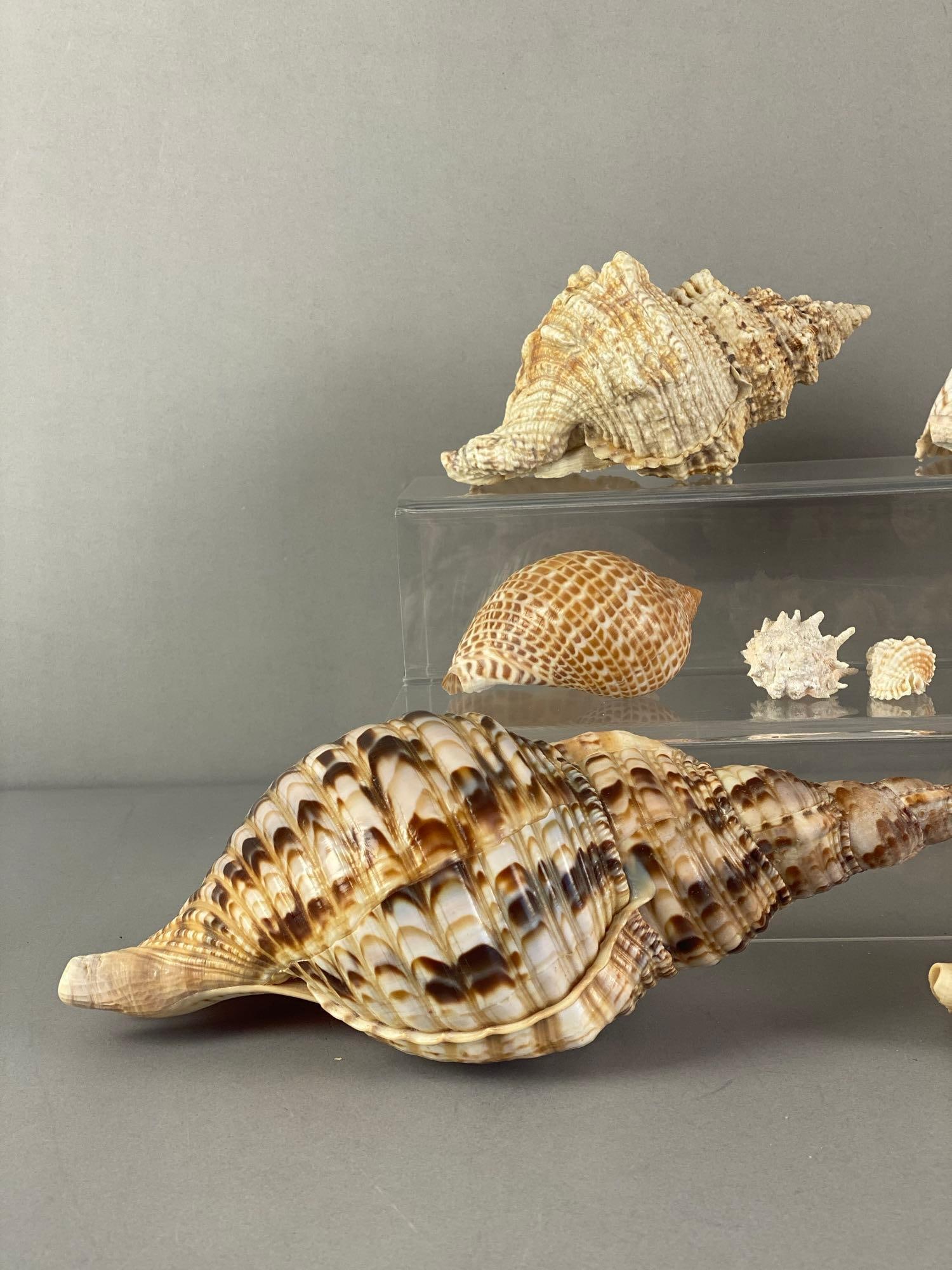 Group of Seashells - 2