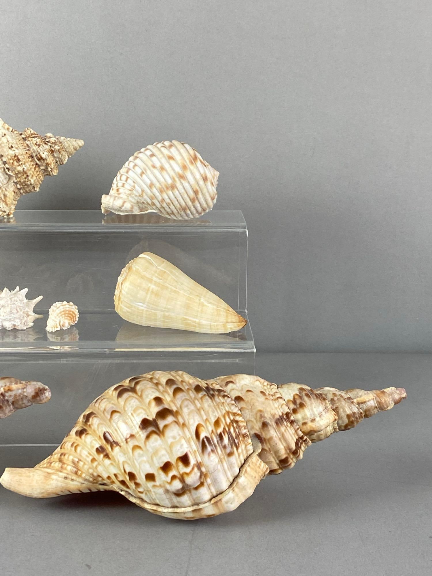 Group of Seashells - 3