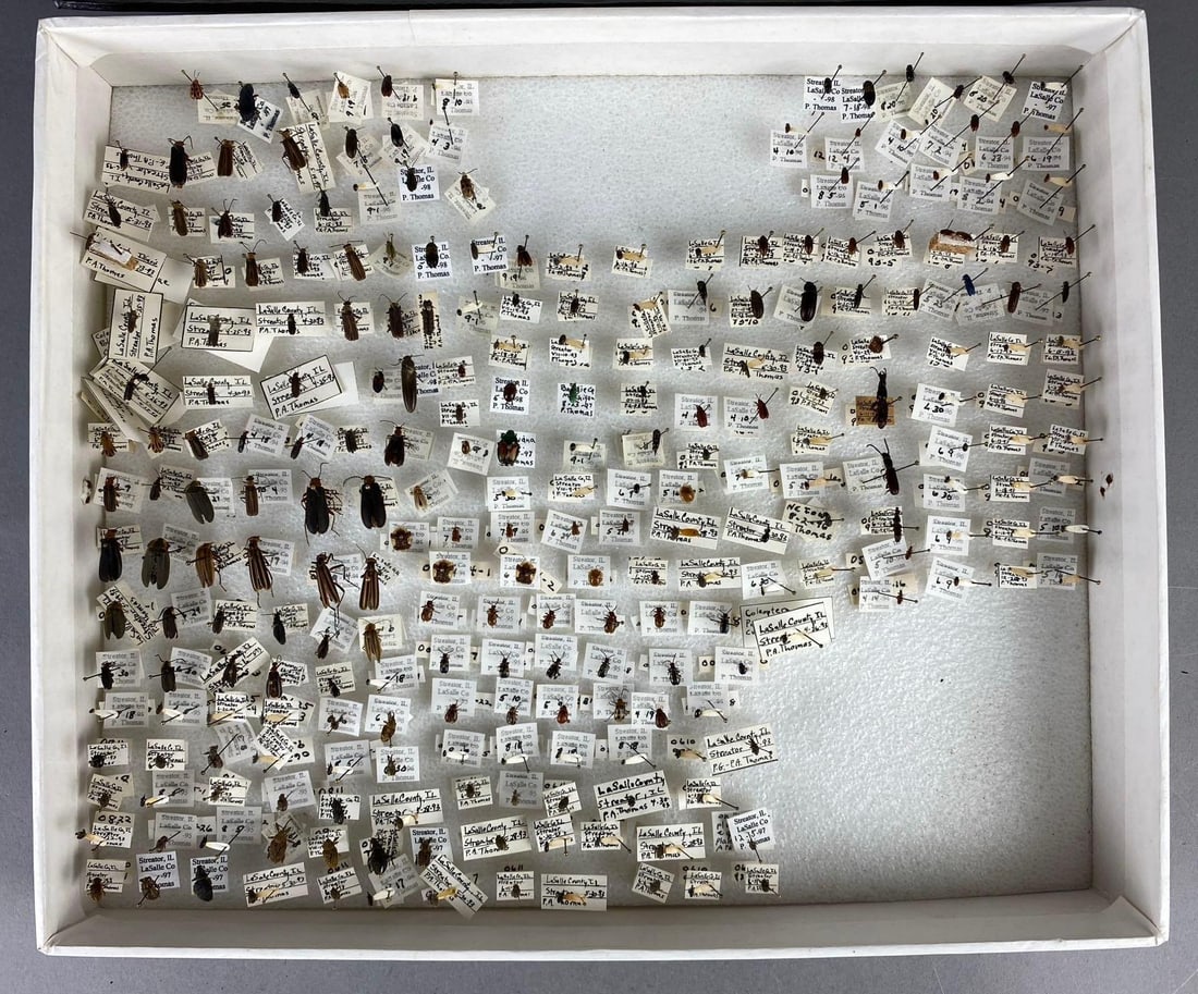 1998 Coleoptera Display: detail description of each bug. Box measures H 2 x W 10 x L 12 inches.