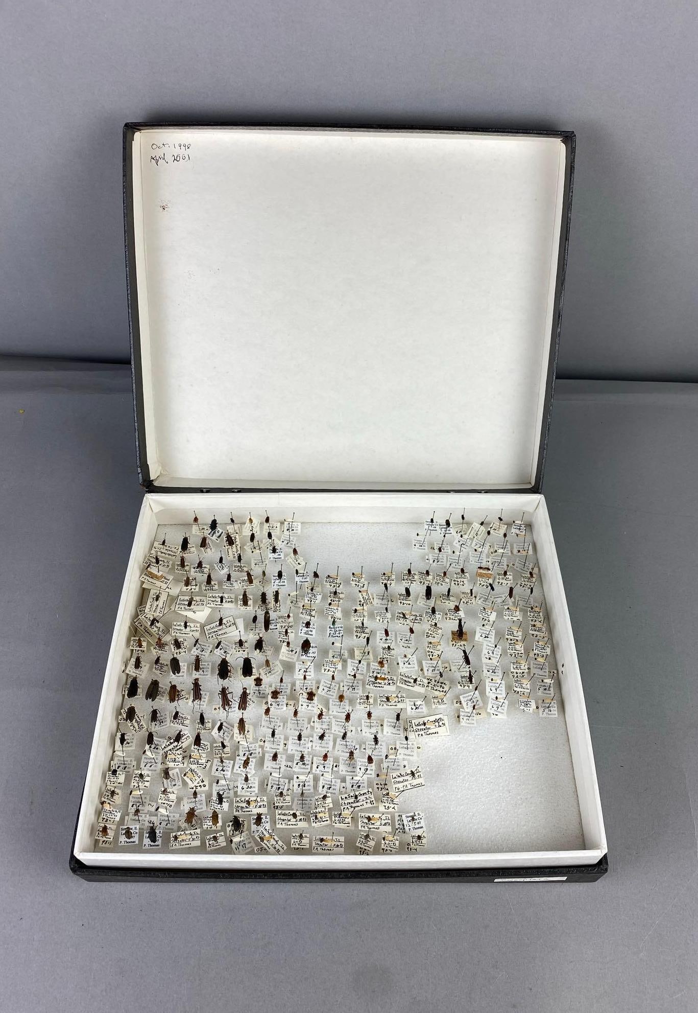 1998 Coleoptera Display - 2