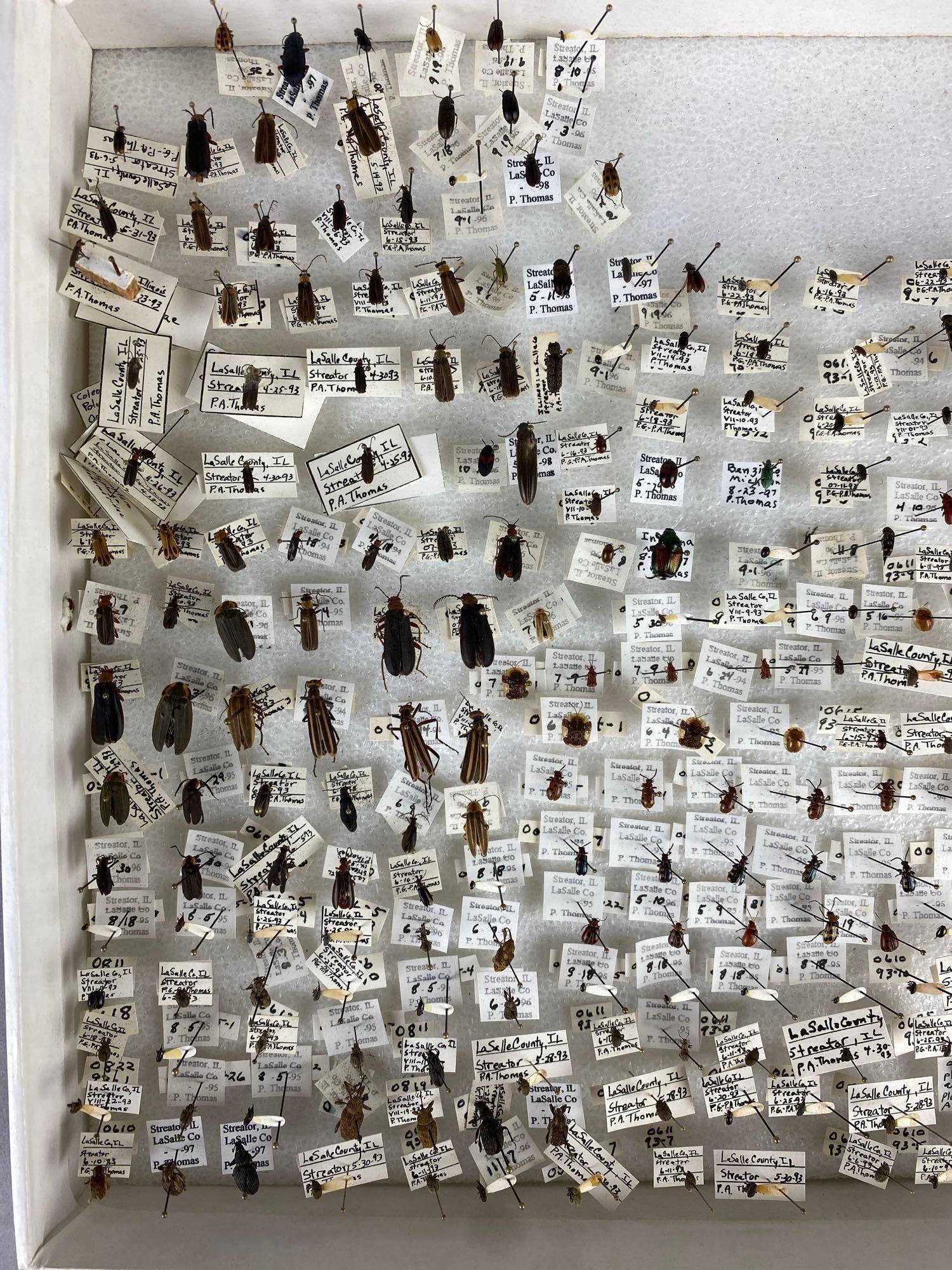 1998 Coleoptera Display - 3