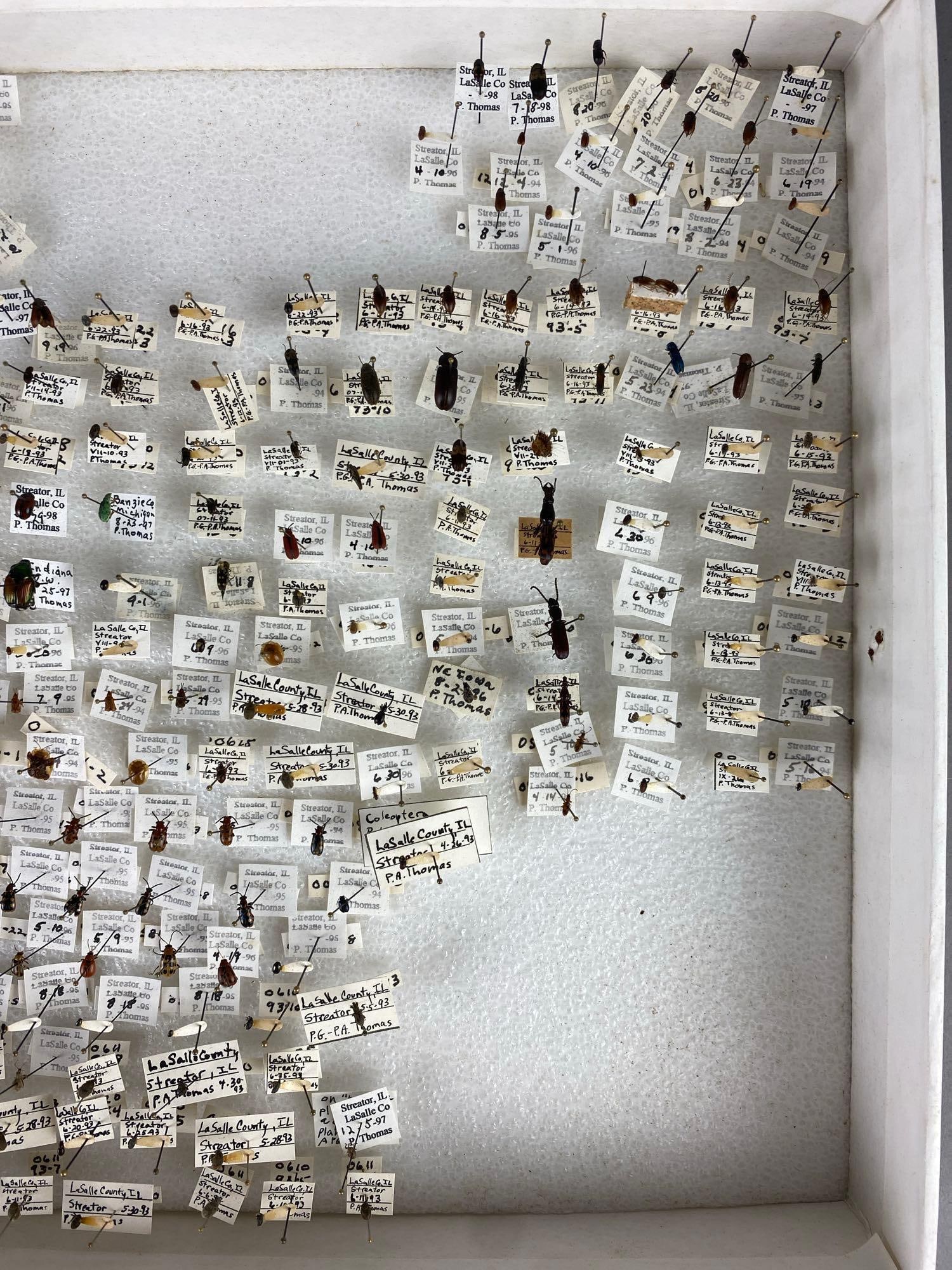 1998 Coleoptera Display - 4
