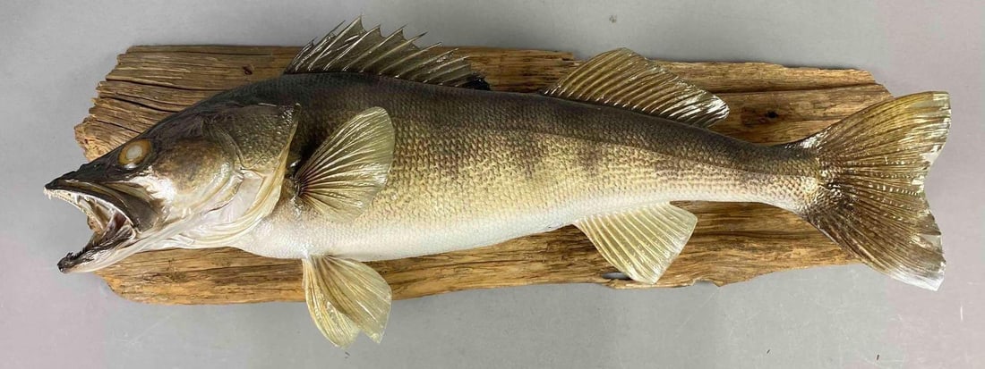 Taxidermy Walleye Fish Driftwood Plaque (1 of 4)