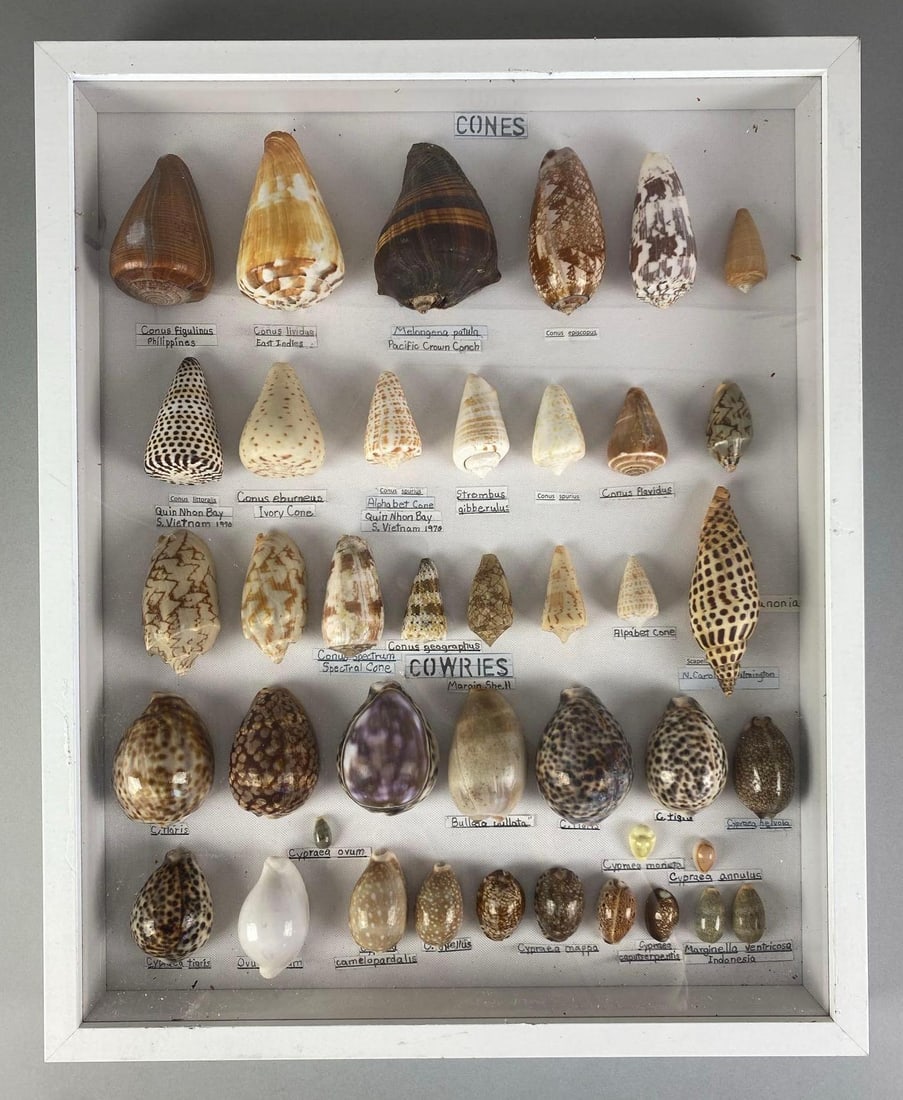 Collection of Mounted Cone Shells: Measures 21 inches H x 17 inches W x 2 1/4 inches D