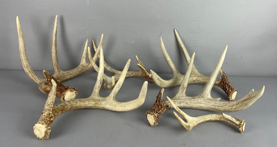 Group of Deer Antlers: Largest measures 9 inches x 10 1/2 inches x 12 inches