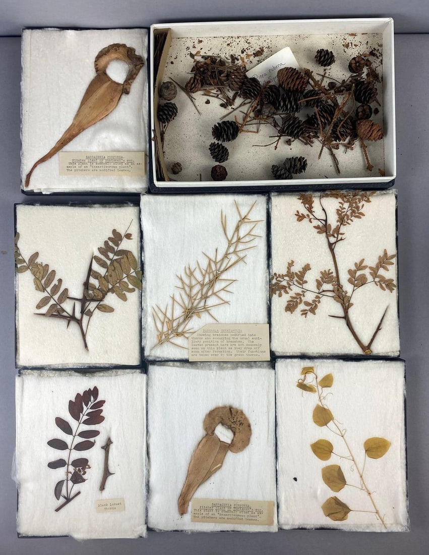 Group of 8 Botanical Seed Pod Collection: Largest measures 7 inches in length.