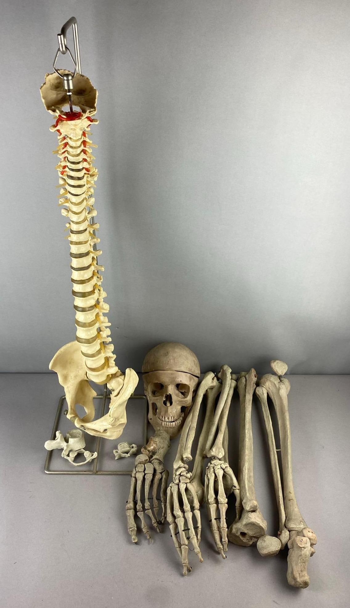 Group of Assorted Classroom Human Skeleton Model (1 of 3)
