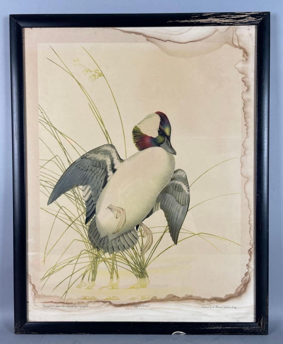 1943 National Audubon Society Bufflehead Duck Lithograph (1 of 4)