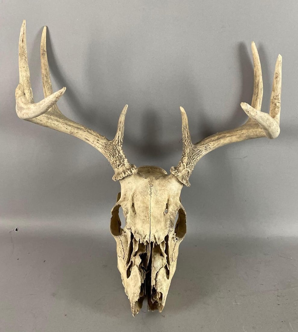 Whitetail Deer Skull with Antlers: 8 point, measures 15 inches x 16 inches x 12 inches