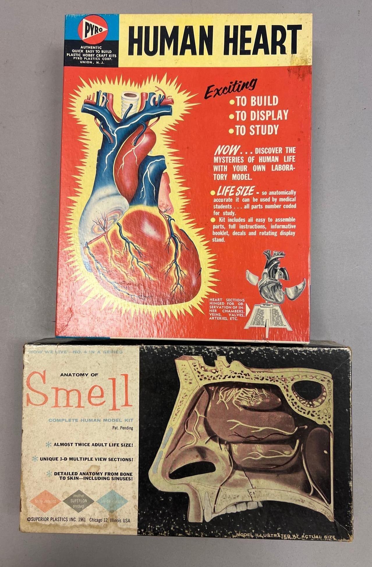 Vintage Pyro Human Heart and Anatomy of Smell Model Kits (1 of 2)