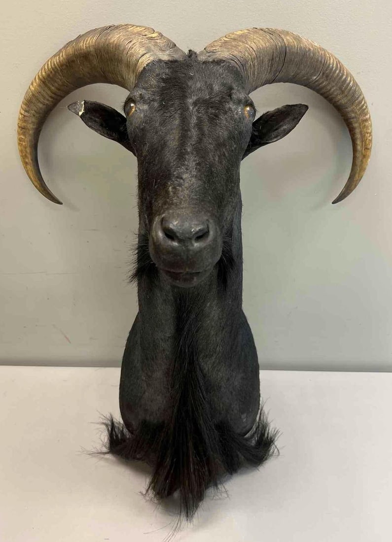 Mounted Black Ram Taxidermy Shoulder Mount with Large Curled Horns (1 of 5)