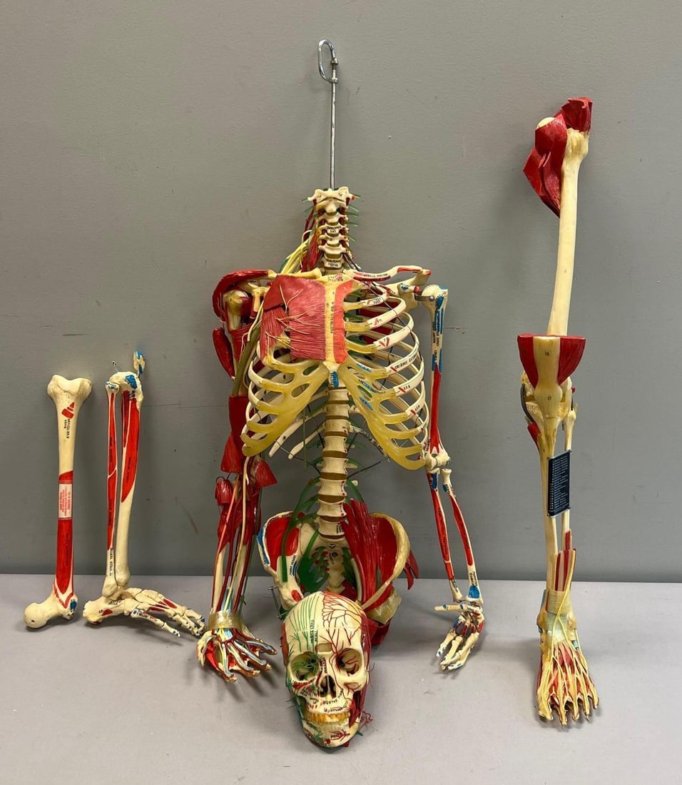 Life-Size Plastic Human Anatomy Teaching Model with Skull and Articulated Limb Models: Torso measures 14 inches W by 35 inches H by 7 inches D
