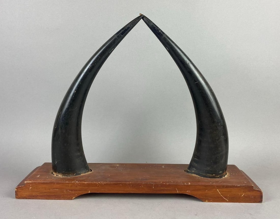 Vintage Water Buffalo Horns Display: Measures H 15 x W 4 x L 19 inches.