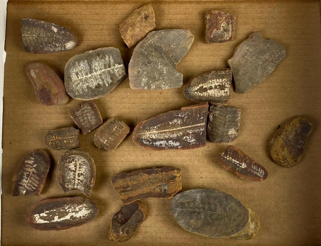 Group of Assorted Mazon Creek Fern Leaf Imprint Fossils: Circa 300 Million Years Ago. Largest measures 4 in length.