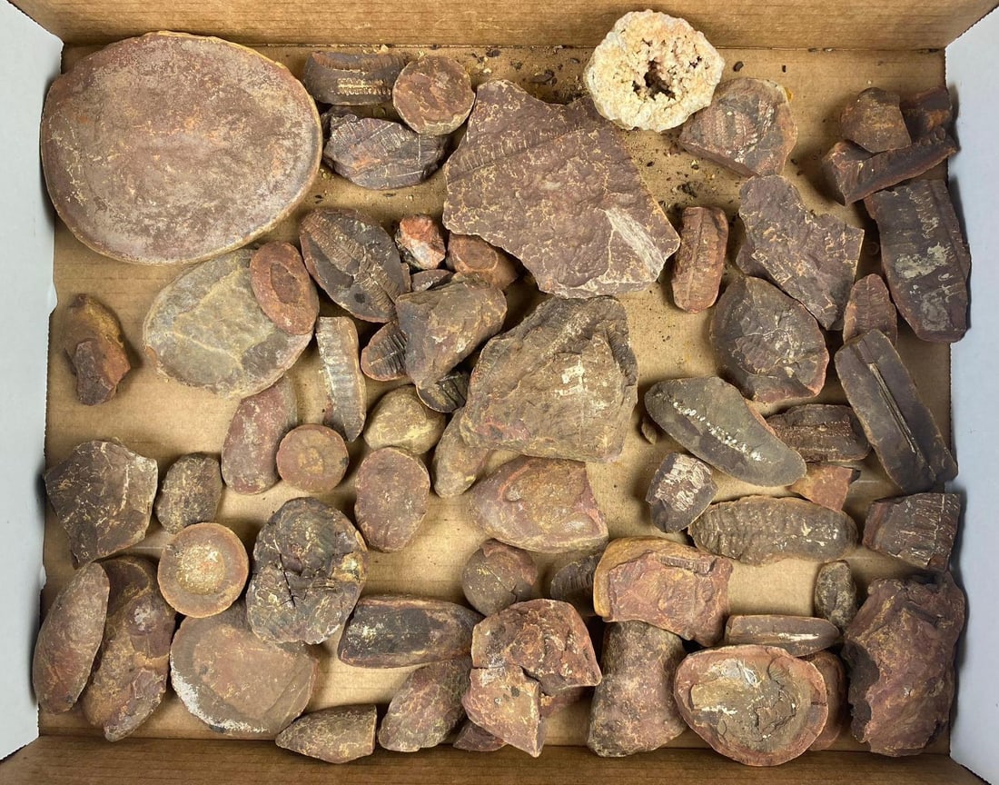 Group of Assorted Mazon Creek Fern Leaf Imprint Fossils and More: Include Geo, slabs, and more. Circa 300 Million Years Ago. Largest measures 4 in length.