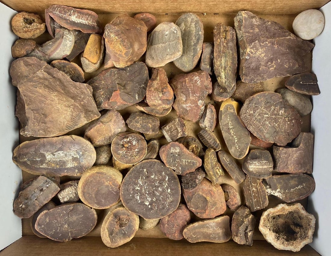 Group of Assorted Mazon Creek Fern Leaf Imprint Fossils and More: Include Geo, slabs, and more. Circa 300 Million Years Ago. Largest measures 4 in length.