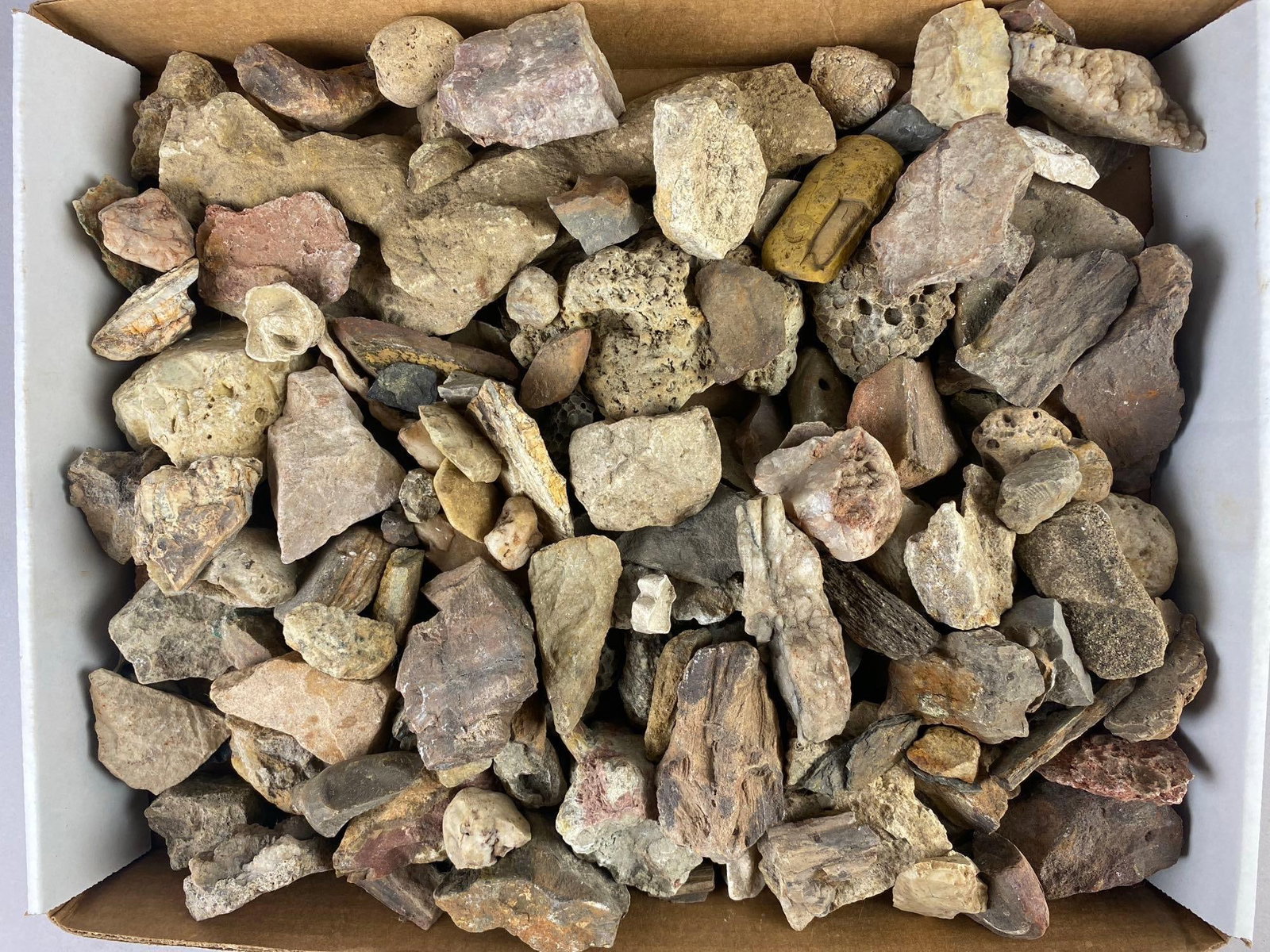 Big Group of Assorted Fossil and Rocks (1 of 3)
