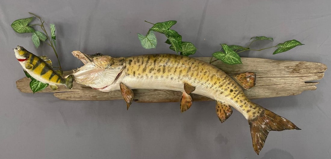 Mounted Taxidermy Tiger Musky: No in-house shipping available, 3rd party shipper recommended. Broken fin on perch, measures 53 inches x 18 inches x 10 1/2 inches