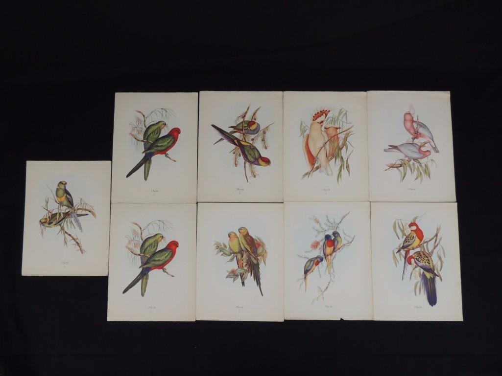 Group of 9 J. Gould Prints Featuring Tropical Birds (1 of 7)