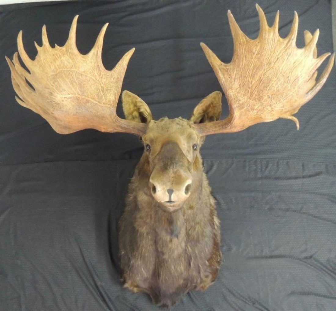 Enourmous Alaska Yukon Moose Taxidermy Shoulder Mount